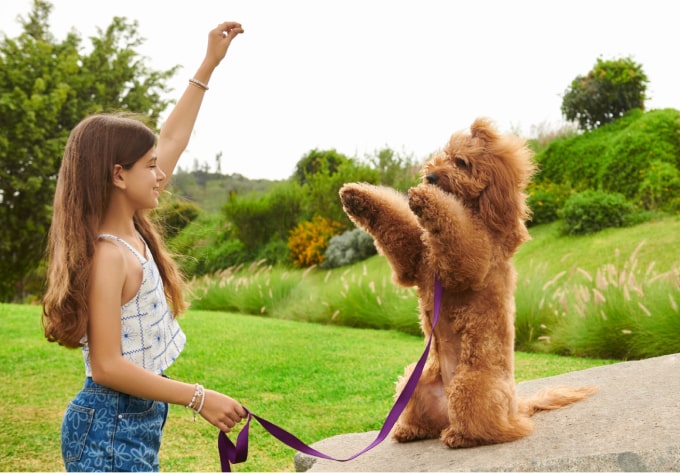Parque de mascotas